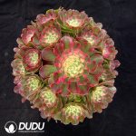 Aeonium Begonia Clustering