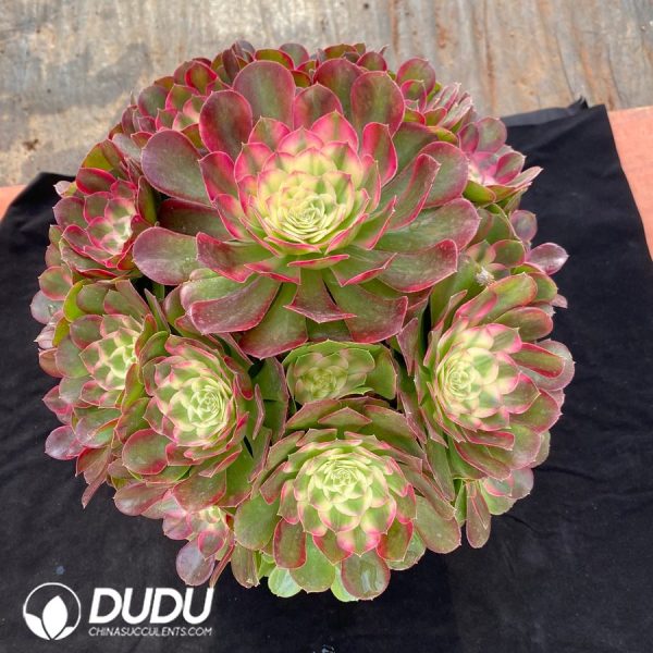 Aeonium Begonia Clustering - Image 2