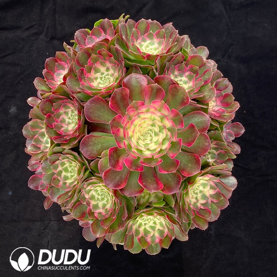 10482D300.jpg Aeonium Begonia Clustering - Image 1