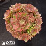 Aeonium Pink Crown Clustering