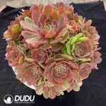 Aeonium Pink Crown Clustering - Image 2