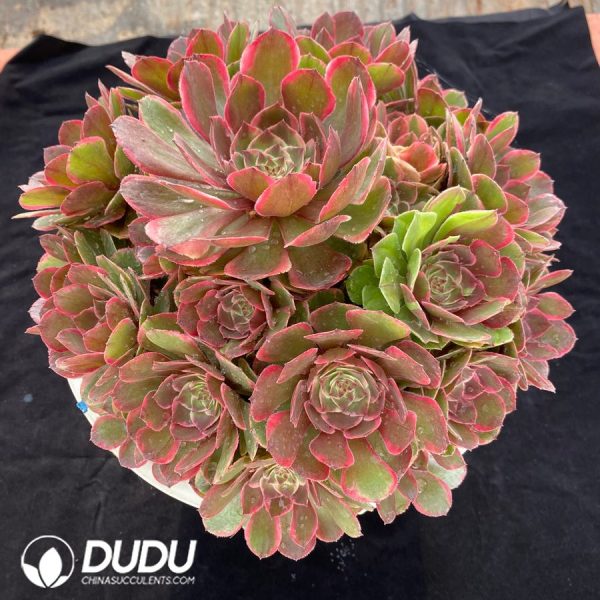 Aeonium Pink Crown Clustering - Image 2