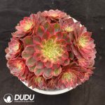 Aeonium Red Dragonfly Clustering