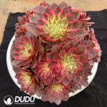 Aeonium Red Dragonfly Clustering - Image 2