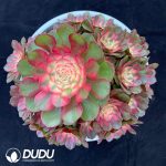 Aeonium Litchi Variegated Big Clustering