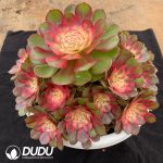 Aeonium Litchi Variegated Big Clustering - Image 2
