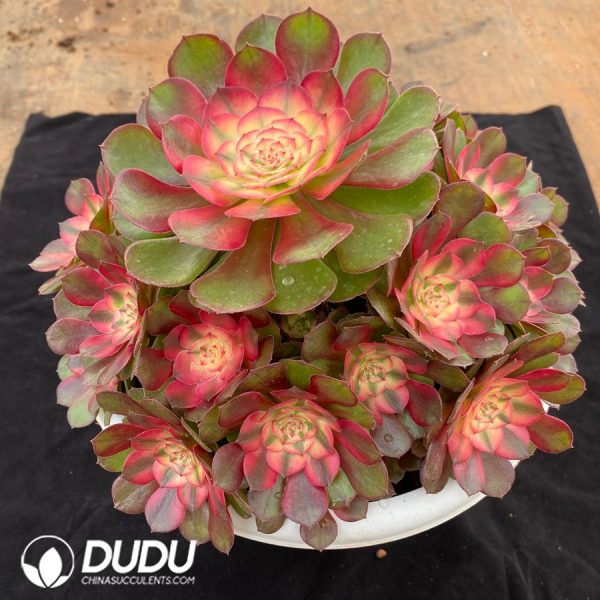 Aeonium Litchi Variegated Big Clustering - Image 2