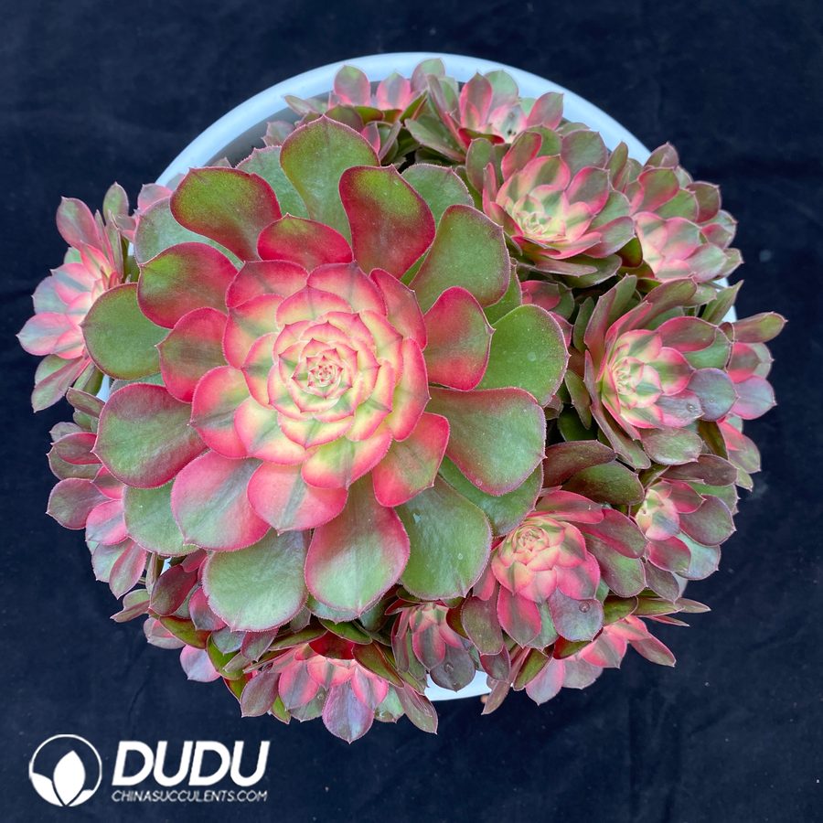 10485D300.jpg Aeonium Litchi Variegated Big Clustering - Image 1