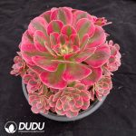 Aeonium Pink Lady Variegated Clustering - Image 2