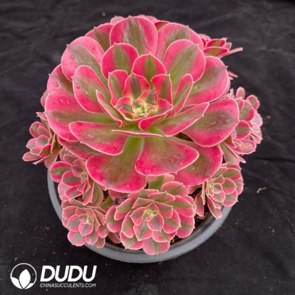 Aeonium Pink Lady Variegated Clustering - Image 2