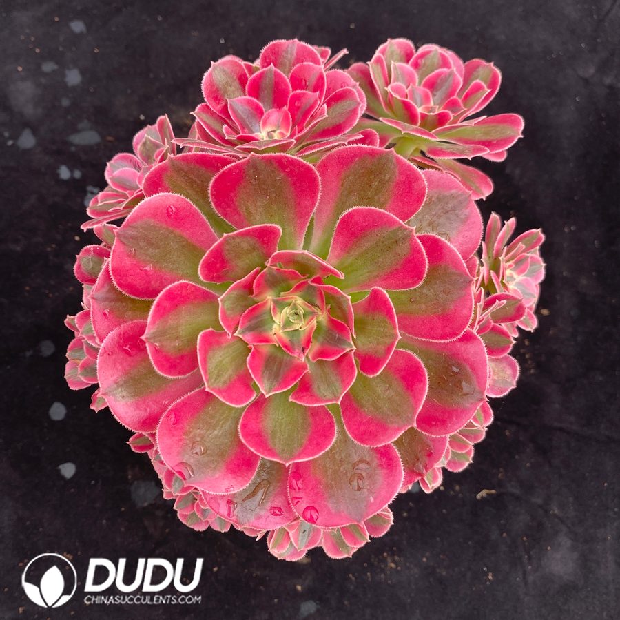 10486D170.jpg Aeonium Pink Lady Variegated Clustering - Image 1