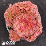 Aeonium Koi Fish Clustering