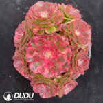Aeonium The Sea God Variegated Clustering