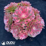 Aeonium The Sea God Variegated Clustering - Image 2