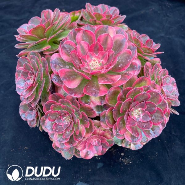 Aeonium The Sea God Variegated Clustering - Image 2