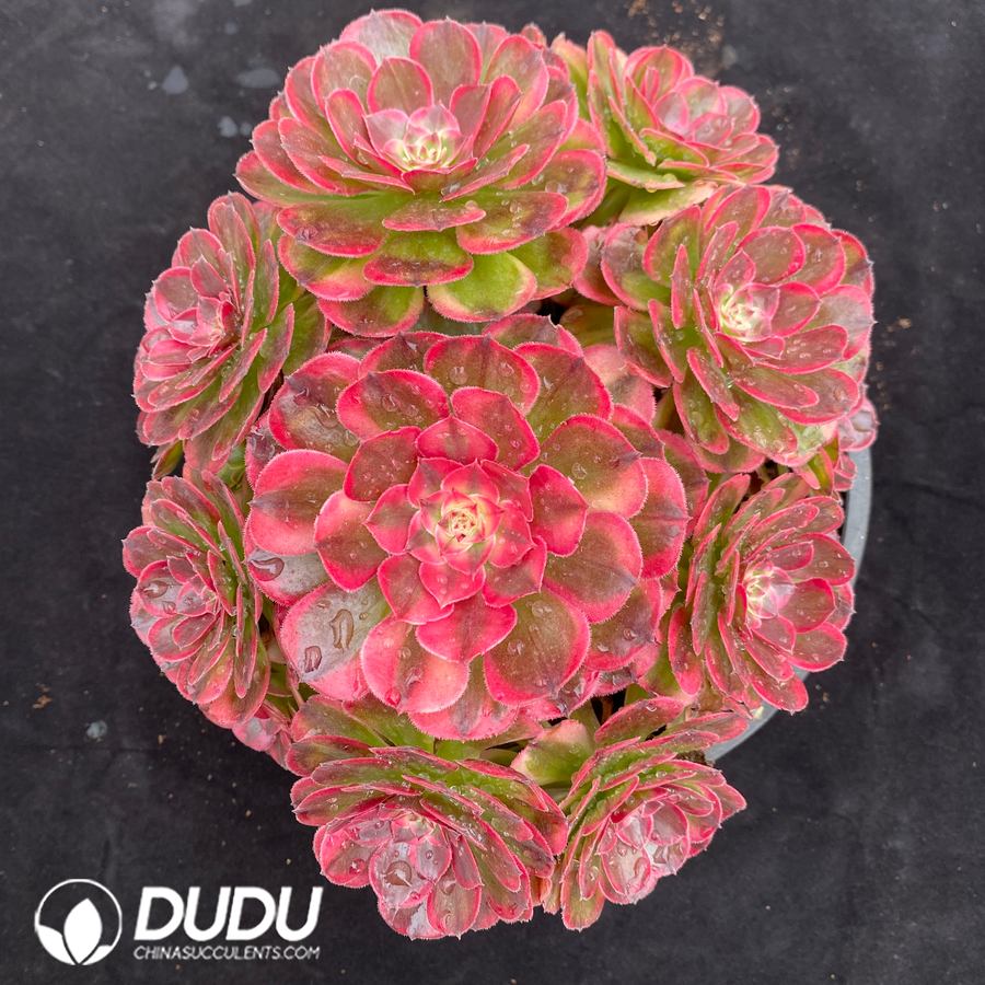 10488D230.jpg Aeonium The Sea God Variegated Clustering - Image 1