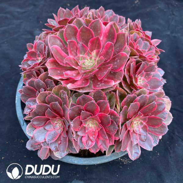 Aeonium Red Dragonfly Variegated Small Clustering - Image 2
