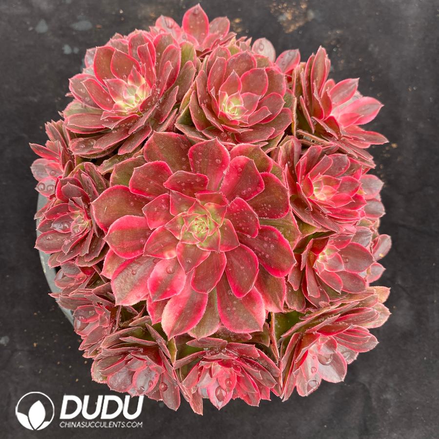 10489D230.jpg Aeonium Red Dragonfly Variegated Small Clustering - Image 1