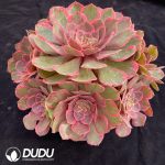 Aeonium Pink Crown Small Clustering - Image 2