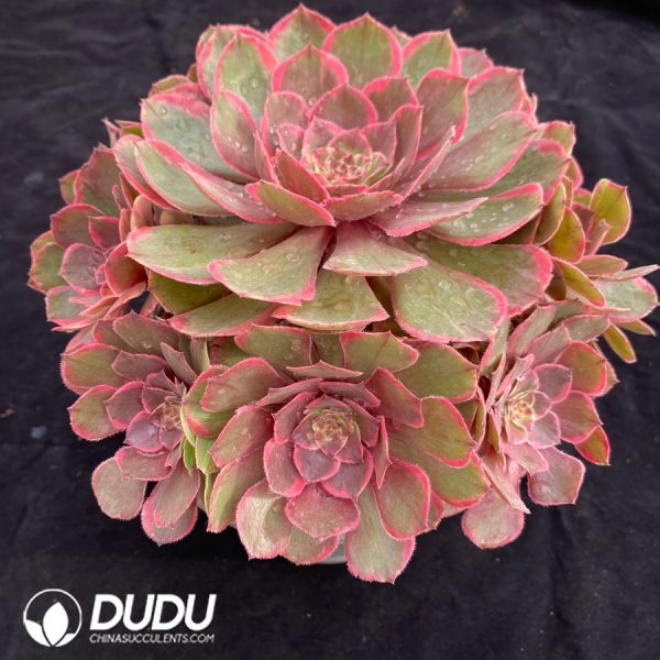 Aeonium Pink Crown Small Clustering - Image 2