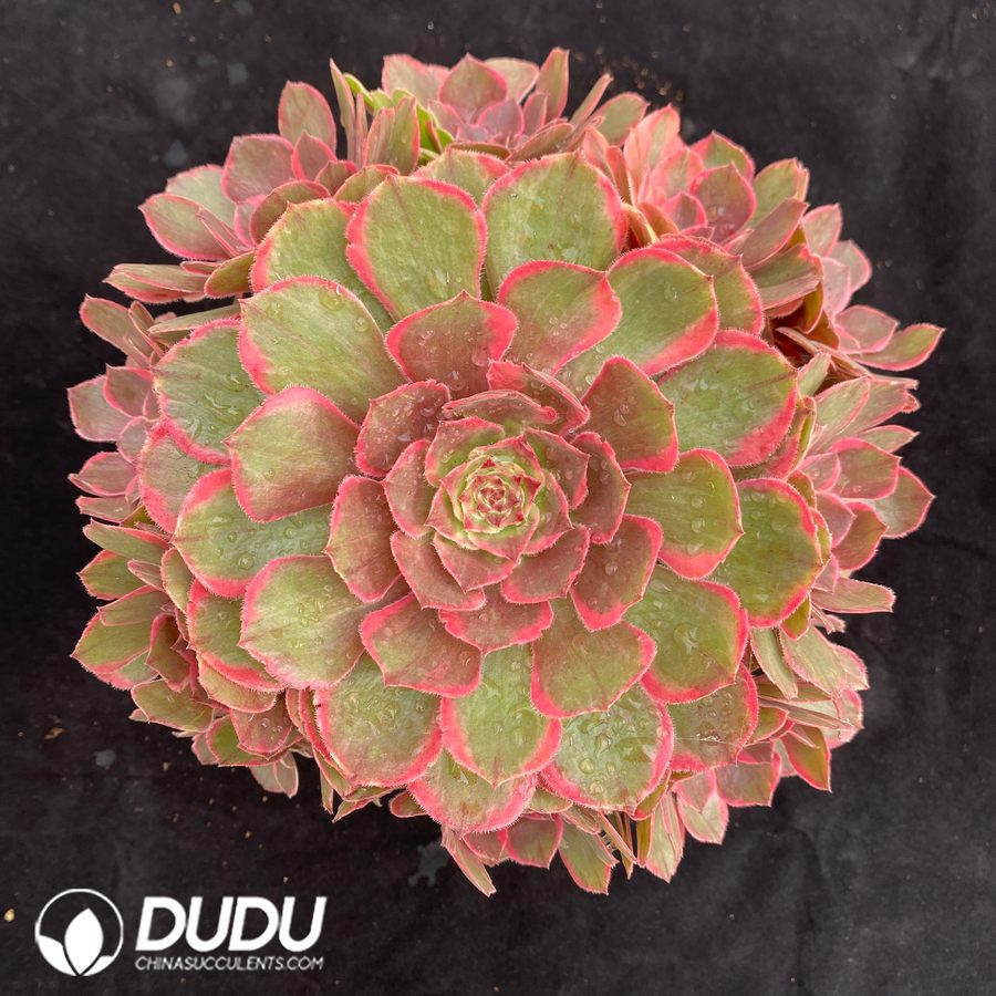 10490D230.jpg Aeonium Pink Crown Small Clustering - Image 1