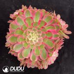 Aeonium Peacock Feather Variegated Clustering