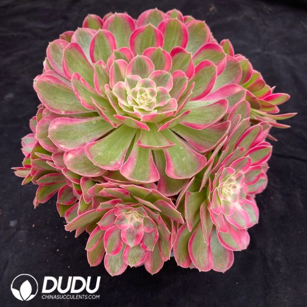 Aeonium Peacock Feather Variegated Clustering - Image 2