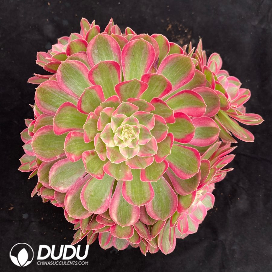 10491D200.jpg Aeonium Peacock Feather Variegated Clustering - Image 1