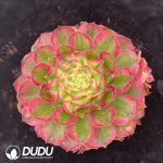 Aeonium Sea Fairy Variegated Clustering