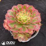 Aeonium Sea Fairy Variegated Clustering - Image 2