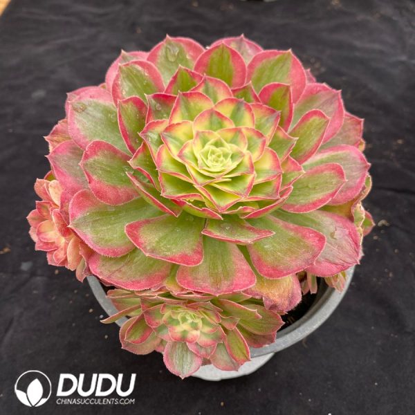 Aeonium Sea Fairy Variegated Clustering - Image 2
