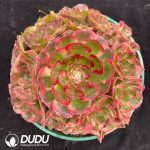 Aeonium Red Luck Clustering