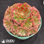 Aeonium Red Luck Clustering - Image 2