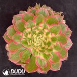 Aeonium Aquaman Variegated Clustering