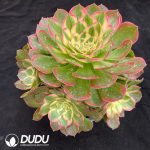 Aeonium Aquaman Variegated Clustering - Image 2