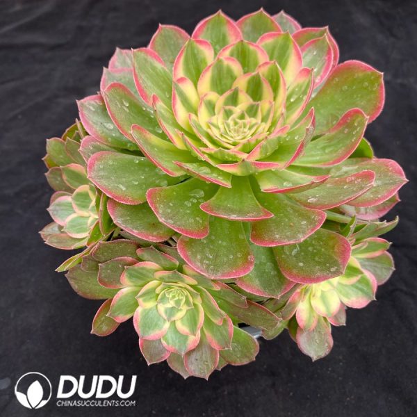 Aeonium Aquaman Variegated Clustering - Image 2