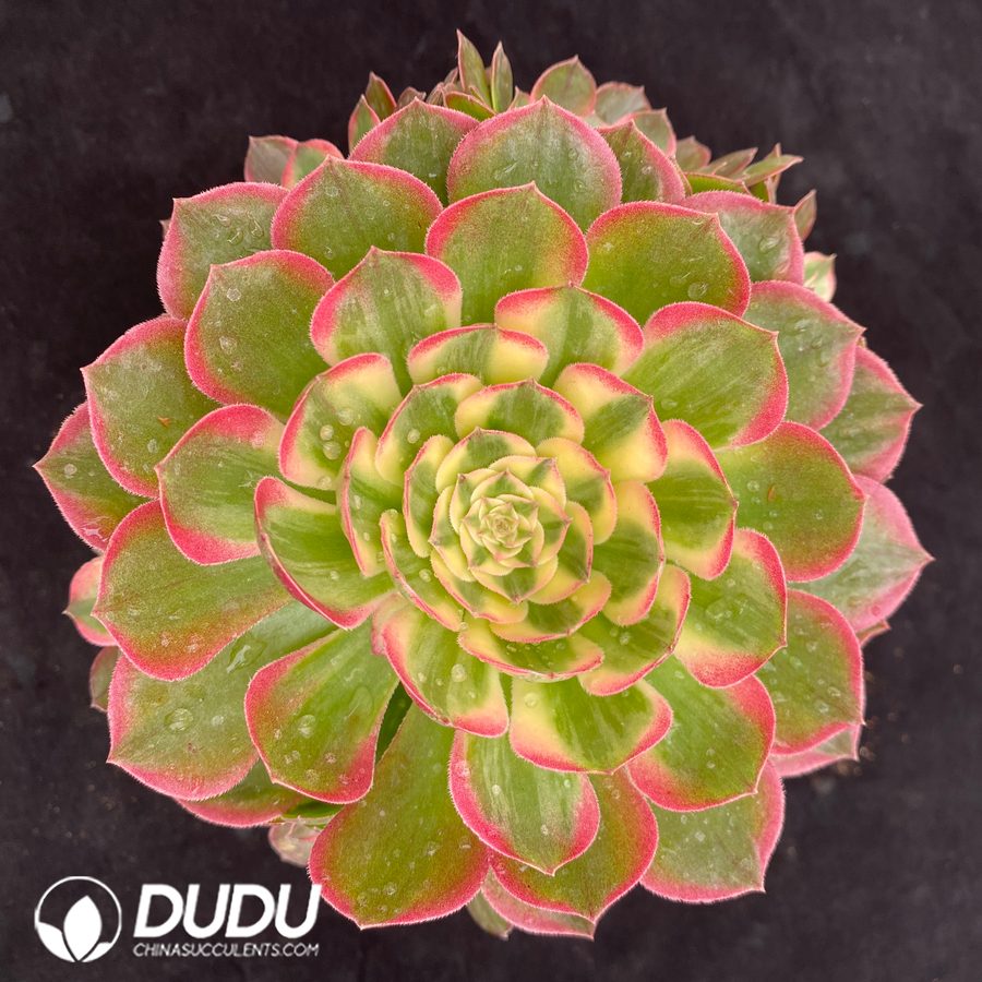 10494D170.jpg Aeonium Aquaman Variegated Clustering - Image 1