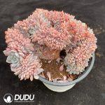 Pachyphytum Crabapple blossoms Cristata - Image 2