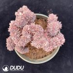 Pachyphytum Red Dragonfly Cristata