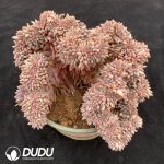 Pachyphytum Red Dragonfly Cristata - Image 2