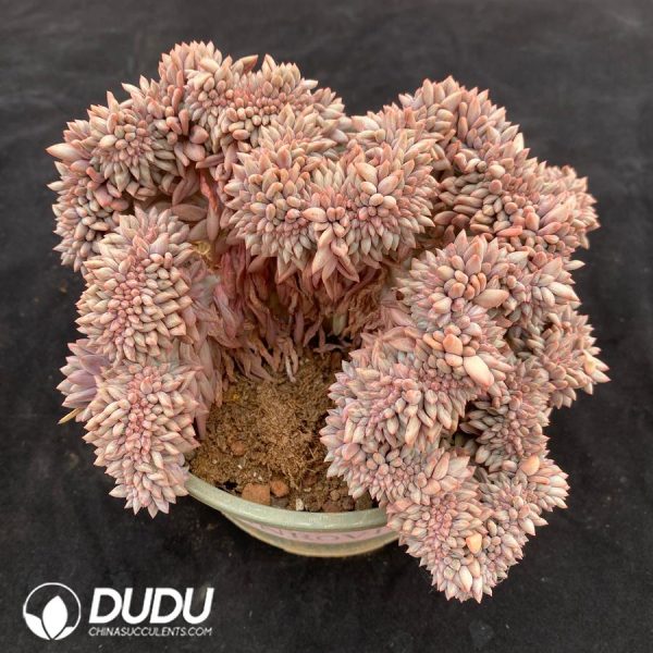 Pachyphytum Red Dragonfly Cristata - Image 2