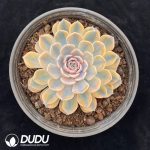 Echeveria Hamburger Variegated