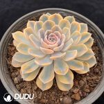 Echeveria Hamburger Variegated - Image 2