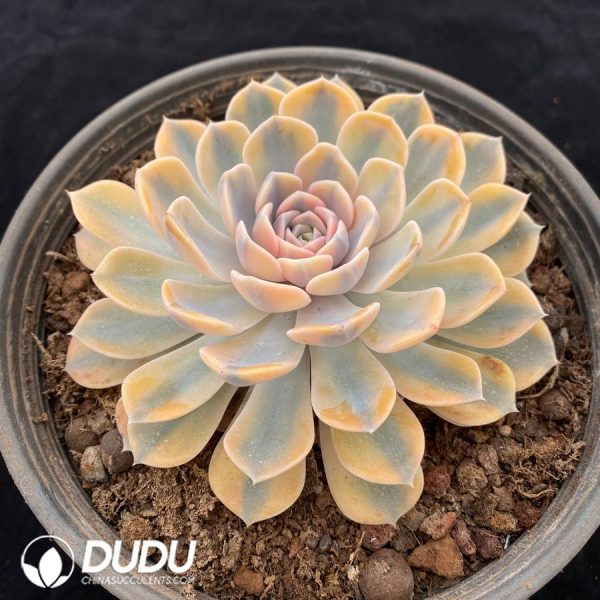 Echeveria Hamburger Variegated - Image 2