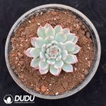 Echeveria Chihuahua Variegated