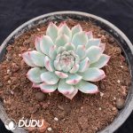 Echeveria Chihuahua Variegated - Image 2