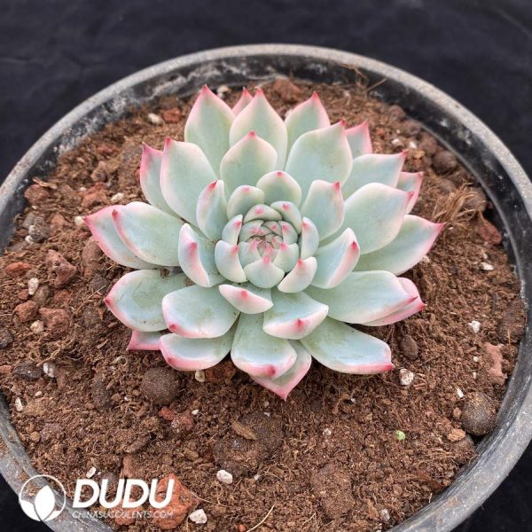 Echeveria Chihuahua Variegated - Image 2