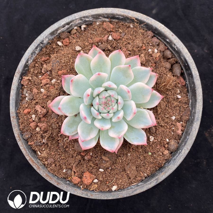 10498D150.jpg Echeveria Chihuahua Variegated - Image 1