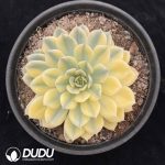 Echeveria Moon Fairy Variegated