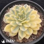 Echeveria Moon Fairy Variegated - Image 2